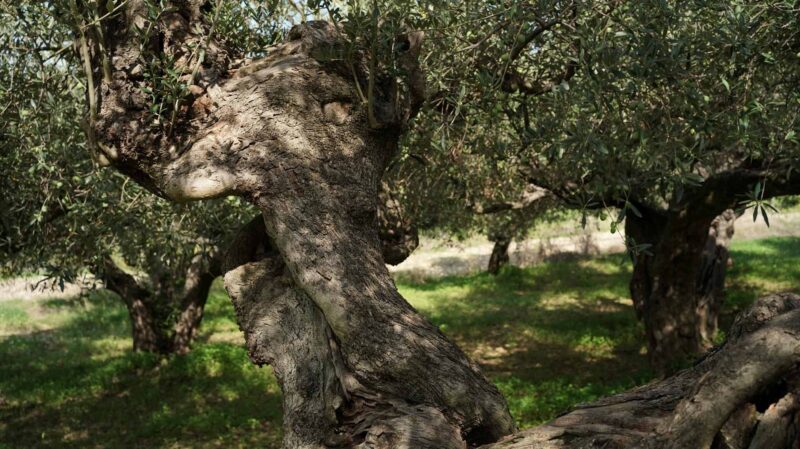 Cantina Funaro - Vini Biologici Siciliani a Santa Ninfa