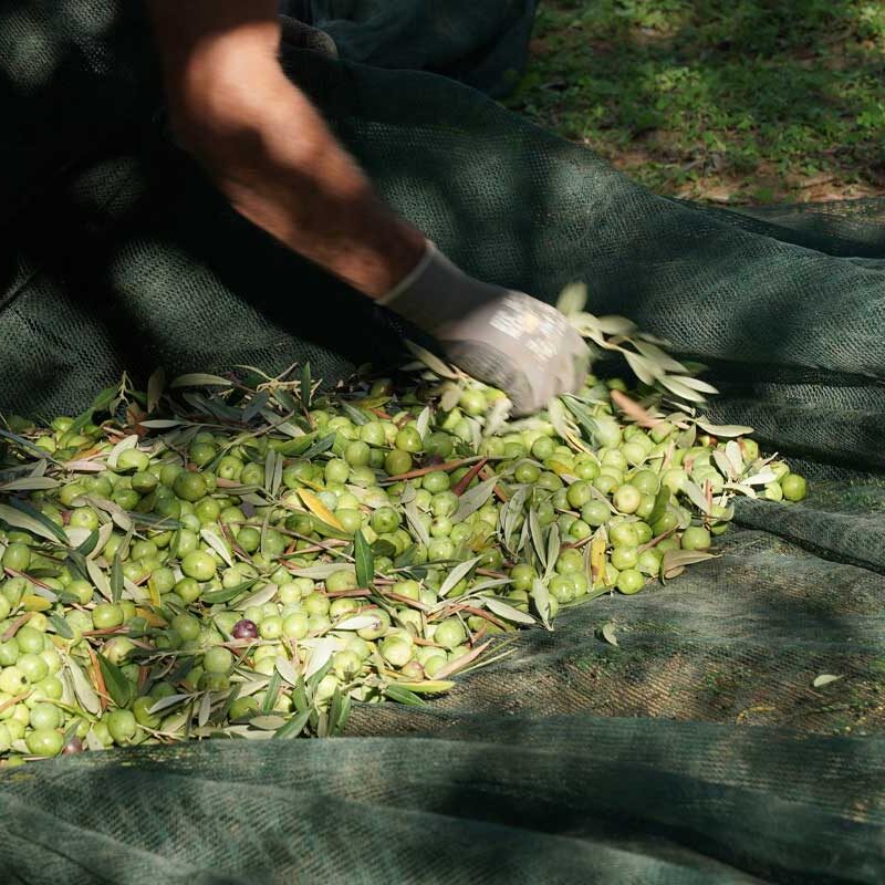 The territory of Santa Ninfa