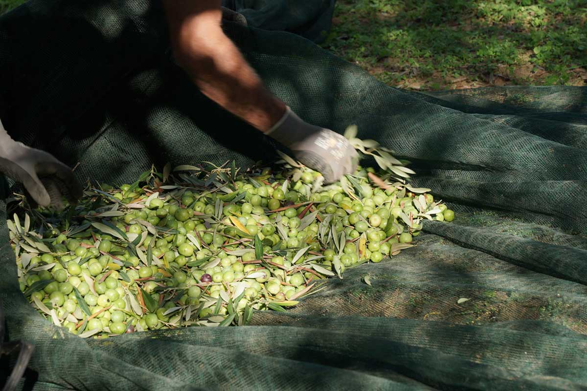 Extra Virgin Olive Oil