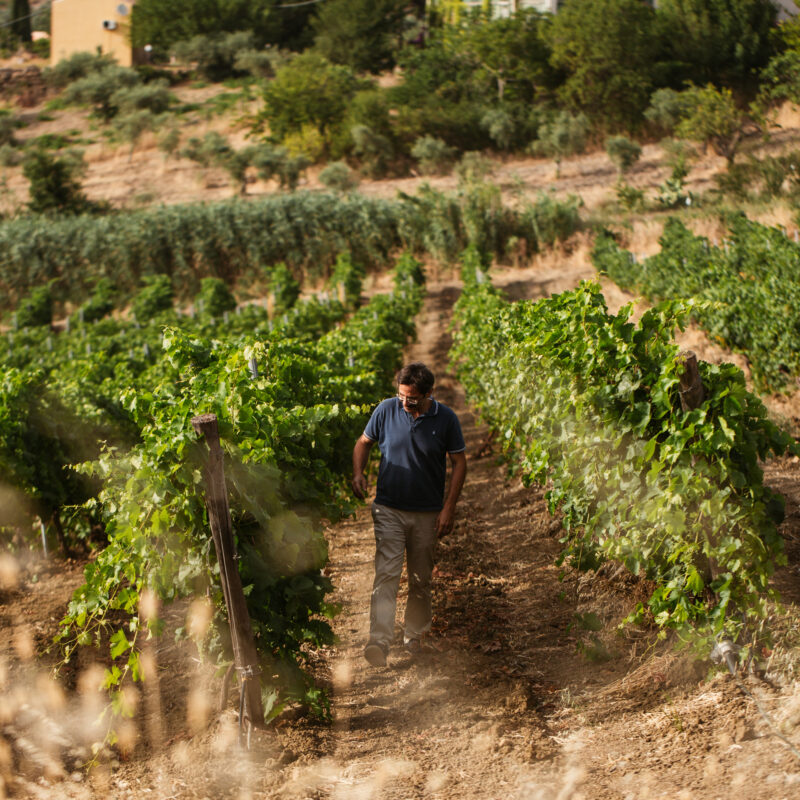 Cantina Funaro - Vini Biologici Siciliani a Santa Ninfa